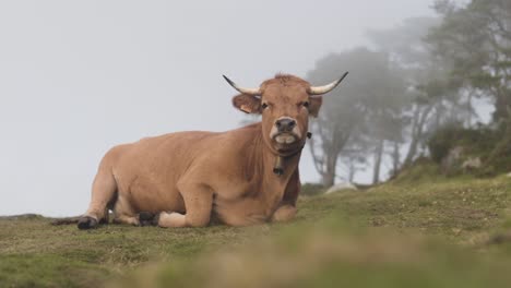 Wild-cow-resting-in-green-meadow,-foggy-atmosphere,-Asturias,-Spain,-static-shot
