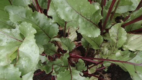 Gesunde-Grüne-Rote-Bete-Pflanzen,-Die-Im-Gemüsegarten-Wachsen