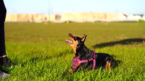 Happy-Mini-Pinscher-in-purple-collar-looking-up-at-a-trainer-and-then-lays-down-on-command,-licks-mouth-and-panting-with-dog's-tongue-hanging-out-in-slow-motion-120FPS---blue-sky,-green-grass,-bokeh