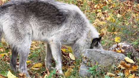 A-Rocky-Mountain-Gray-Wolf-sniffs-around-a-rock-and-paws-at-the-ground