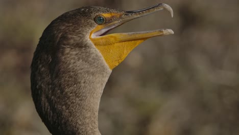 cormorant-close-up-blinking-and-looking-slow-motion