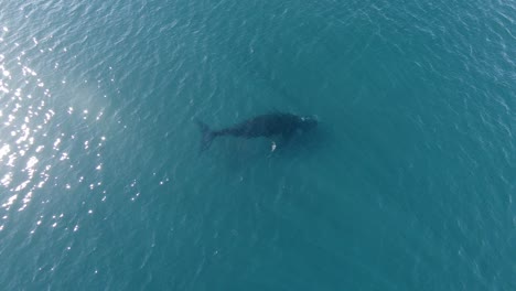 Young-whale-swimming-alone-enfront-of-small-town-called-Puerto-Piramides---Aerial-reveal-shot