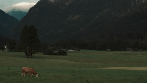 Vacas-En-Una-Granja-Deambulando-Por-Austria-Gosau