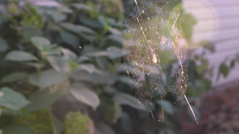 Medium-shot-of-a-spider-building-a-web-in-the-sunlight