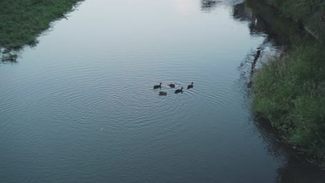 Lovely-Ducks-Swimming-In-Tranquil-River-Of-Kamogawa-In-Kyoto,-Japan---Medium-Shot