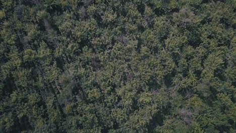 Aerial-drone-flying-over-the-forest-revealing-volcanoes
