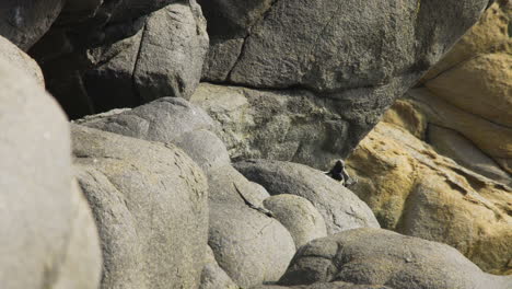 Mittelweite-Aufnahme-Eines-Männlichen-Atacamen-Pazifischen-Leguans,-Der-Ein-Weibchen-Auf-Felsigem-Boden-In-Der-Atacama-Wüste-Verfolgt,-Helles-Sonnenlicht
