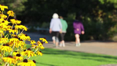 Ältere-Damen-Gehen-In-Einem-Park-Spazieren,-Während-Sich-Der-Schuss-Von-Links-Nach-Rechts-An-Sonnenblumen-Vorbei-Bewegt