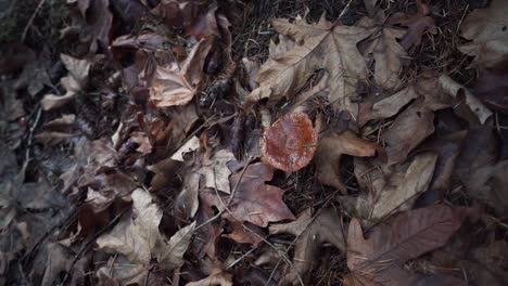 Mushroom-hiding-in-the-leaves,-slow-pull-away