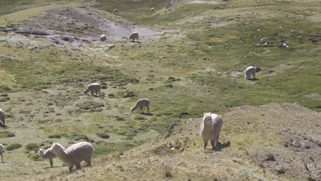 Eine-Gruppe-Von-Alpakas-Und-Lamas,-Die-Auf-Einem-Hügel-In-Den-Peruanischen-Anden-Grasen