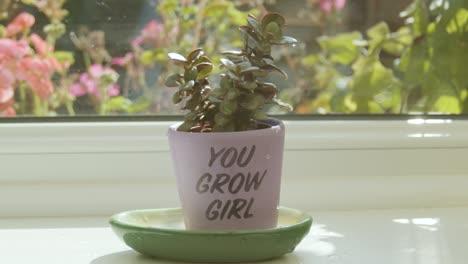 Plant-in-a-'you-grow-girl'-pot-dripping-water-in-slow-motion
