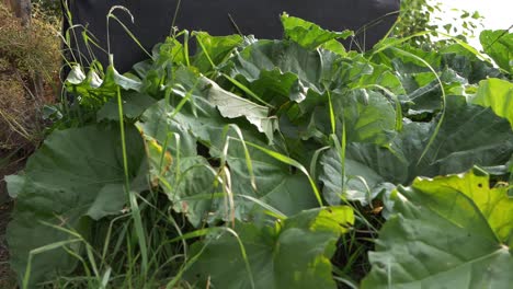Rhubarb-leaves-growing-in-garden-medium-panning-shot