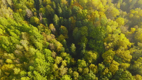 Aerial-drone-orbit-over-beautiful-sunlit-tall-green-forest-canopy-top-down-view