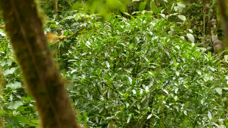 Small-tropical-birds-jumping-from-branch-to-branch-in-thick-tropical-bush