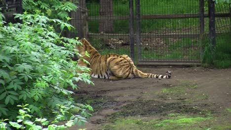 Sibirischer-Tiger-In-Gefangenschaft