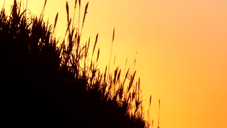 Tall-pampa-grass-moved-by-the-wind-and-silhouetted-against-the-orange-dusk-sky