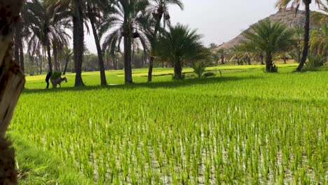 A-Farmer-man-moving-donkey-loaded-by-fresh-green-rice-paddy-bunch-packs-beside-the-farm-land-field-in-the-palm-trees-shadow-in-summer