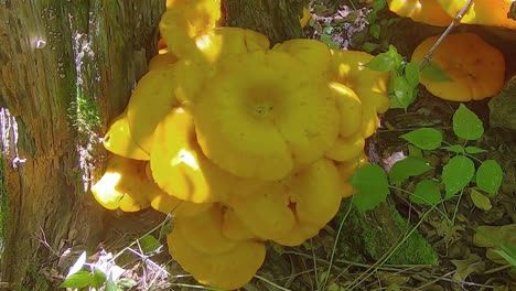 Large-cluster-of-poisonous-Jack-o-Lateran-Mushrooms-growing-on-a-dead-tree-in-a-shadowed-forest-in-central-Illinois