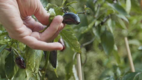 Hand-checking-a-chilli-growing-in-the-garden-with-water-droplets-on-it-slow-motion
