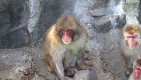 Una-Familia-De-Macacos-Japoneses-De-Cara-Roja-Sentados-Juntos-En-Una-Pared-De-Roca-En-El-Zoológico-De-Niños-Del-Gran-Parque-De-Seúl-En-Corea-Del-Sur---Toma-De-Primer-Plano