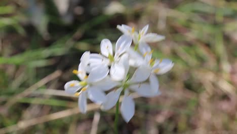 White-Kara-flowers-or-Milkmaids,-wildflowers-Perth,-Western-Australia