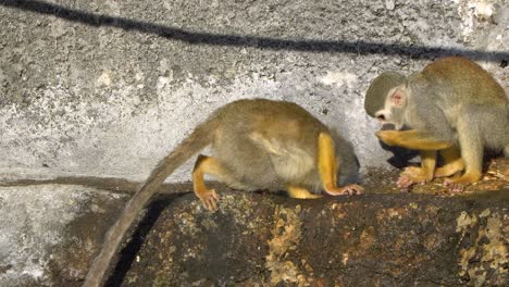 Adorable-playful-squirrel-monkeys-playing--Seoul-Grand-Park--Close-up