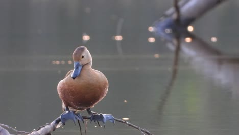 Whistling-duck-in-Pond-Chilling-UHD-MP4-4k-..