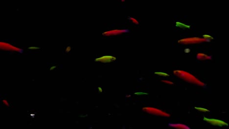 Zebra-Danio-Neon-Glolight-Oder-Danio-Glofish,-Die-Genetisch-Verändert-Wurden,-Um-Im-Dunkeln-Ein-Neonlicht-Abzugeben