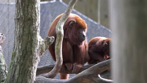 Red-Howler-Monkeys,-Alouatta-seniculus,-Venezuelan-or-Colombian-red-howler-between-the-tree-branches,-Apehnheul,-Apeldoorn,-Netherlands
