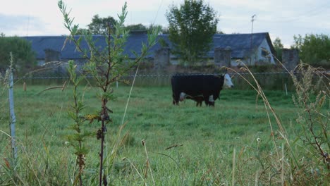 Kuh-Und-Nachkommen-Kalb-In-Einem-Bauernhof-Gehege-Am-Frühen-Sommermorgen