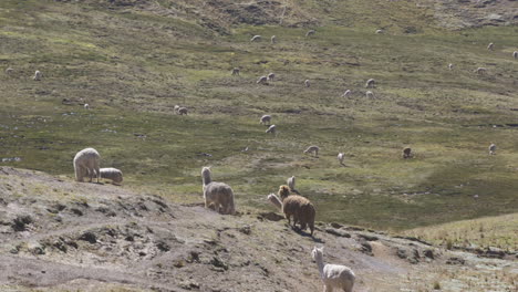 Eine-Herde-Wilder-Alpakas-Und-Lamas,-Die-In-Den-Peruanischen-Anden-Grasen-Und-Durch-Die-Berge-Wandern