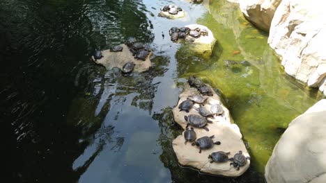 Pequeño-Grupo-De-Tortugas-Tomando-El-Sol-Junto-A-Un-Pequeño-Estanque-Y-Cascada-En-Un-Parque-Verde-De-Hong-Kong