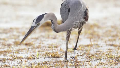 great-blue-heron-catching-fish-among-seaweed-at-beach-ocean-in-slow-motion