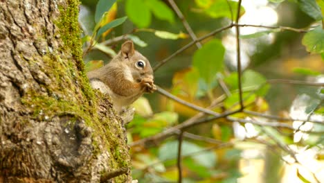 Eichhörnchen,-Das-In-Freier-Wildbahn-Auf-Nahrung-Nagt