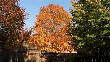 Green,-orange-and-red-leaves-on-various-trees,-viewed-from-inside-an-urban,-fenced-yard