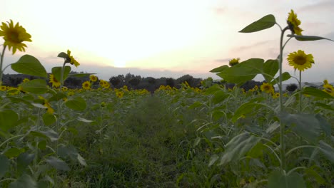 Low-angle-drone-flight-through-narrow-rows-of-sunflowers-at-sunset,-rising-towards-road-with-cars