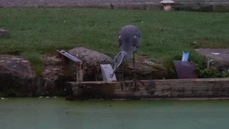 UK-grey-heron-bird-hunting-in-dark-morning-river-canal-watching-with-patience-and-strikes
