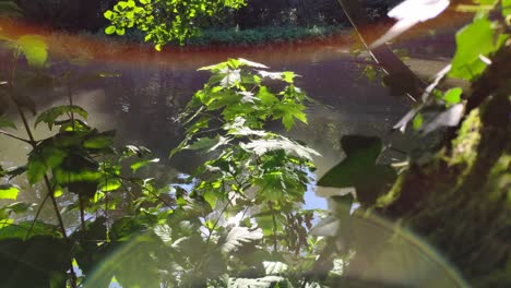 Sonnenlicht,-Das-Im-Flusswasser-Reflektiert-Wird,-Erzeugt-Schöne-Farben-In-Pflanzen