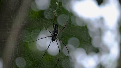 Huge-Golden-orb-web-spider-in-the-shade-as-it-waits-for-insects-to-rattle-in-its-net