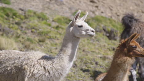 Zwei-Wilde-Lamas,-Die-Sich-Umdrehen,-Um-Auf-Die-Kamera-Zu-Schauen,-Befinden-Sich-Im-Heiligen-Tal-In-Peru