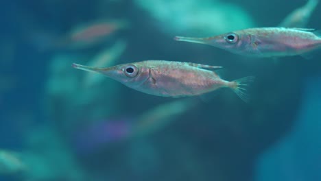 Longspine-Snipefish-Swimming-Under-The-Deep-Blue-Sea-In-Numazu,-Japan
