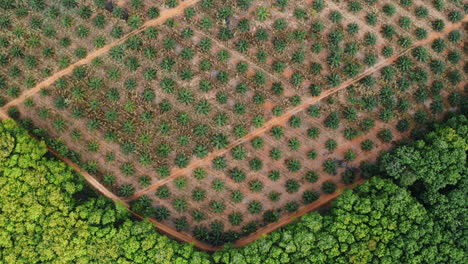 accurate-graphical-top-down-shot-of-new-palm-tree-plantation,-drone-rising
