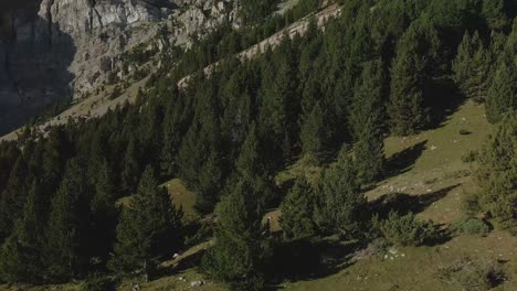 Aerial-point-of-view-of-a-drone-ascending-from-the-ground-to-see-the-forest-and-the-feet-of-the-mountain-in-front-of-it-in-La-Cerdanya,-Catalunya-4k