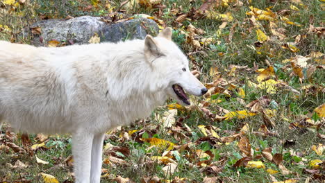 Rocky-Mountain-Gray-Wolf-stands-and-yawns,-then-trots-away