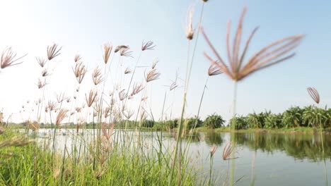 Close-Up-Footage-of-Grass-Flowers-Waving-By-the-Wind-next-to-The-River