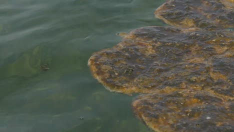 Rack-Fokusansicht-Von-Algen,-Die-Auf-Der-Wasseroberfläche-Schwimmen