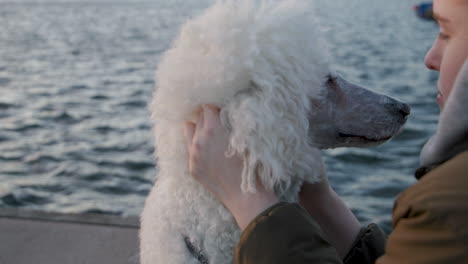 Close-up-of-woman-petting-smiling-white-standard-poodle-dog-in-slow-motion