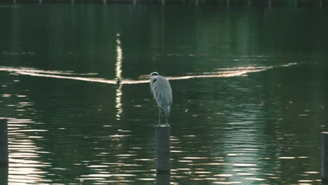 Great-Blue-Heron-Stands-On-The-Wooden-Pole-In-The-Pond-At-The-Senzokuike-Park-In-Tokyo,-Japan