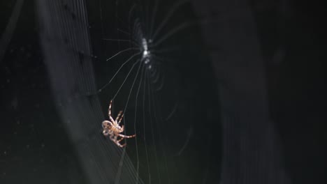 Eine-Gewöhnliche-Orb-Weaver-Spinne-Beim-Weben-Von-Netzen-Im-Freien---Nahaufnahme
