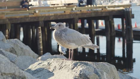 Grey-Seagull-standing-on-rock-with-a-pier-behind
